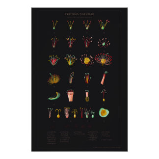 Pôster Systema Naturae Glossy Poster