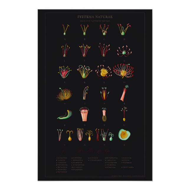 Pôster Systema Naturae Glossy Poster (Frente)