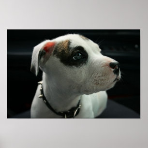 Pôster T-Osso do pitbull do filhote de cachorro