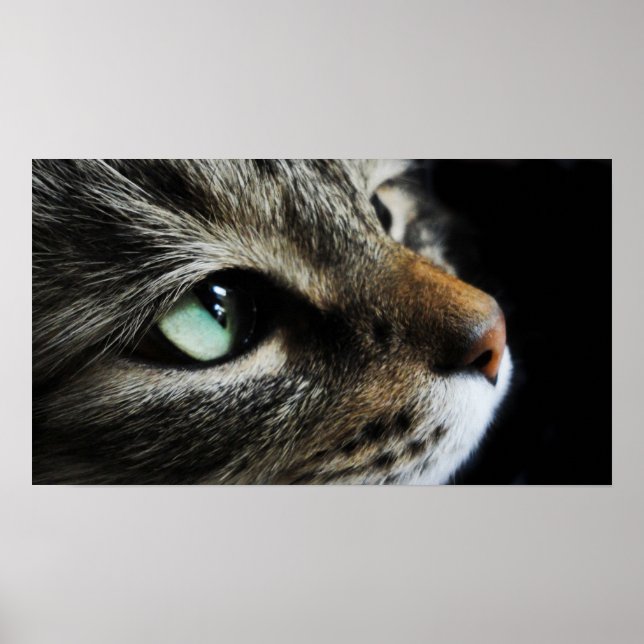 Poster Tabby (Frente)