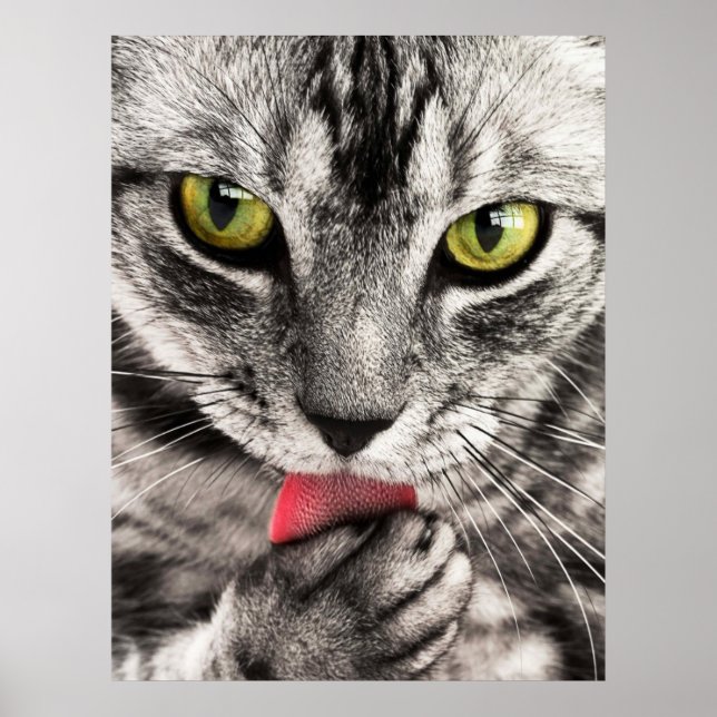 Poster tabby- 114782 tabby cat close up retrat feline an (Frente)