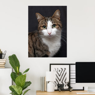 Poster Tabby Cat com olhos verdes contra fundo preto