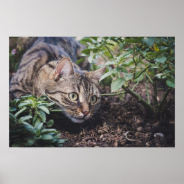 Poster Tabby Cat em Woods Stalking