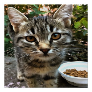 Pôster Tabby Cat Kitten Fazer Eye Contato