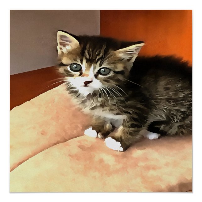 Pôster Tabby Cat Kitten Pet Retrato (Frente)