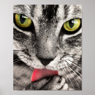Poster Tabby Cat Licing Paw
