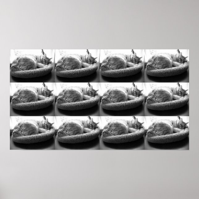 Pôster Tabby Laranja Cat/Black & White Photo (Frente)