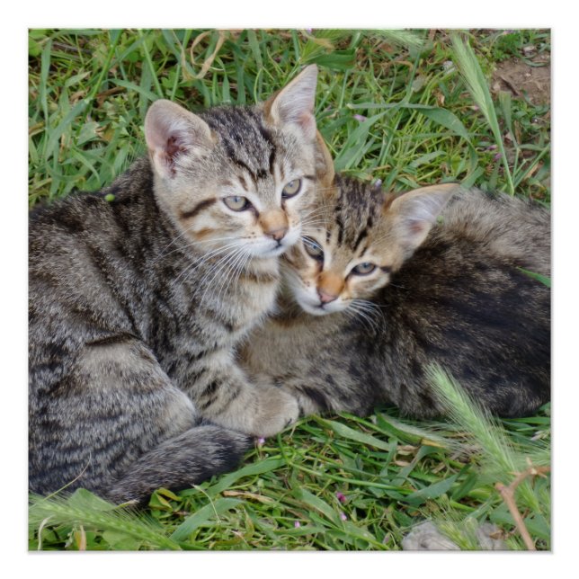 Pôster Tabby Sisters 20" x 20",Papel Poster,Semibrilho (Frente)