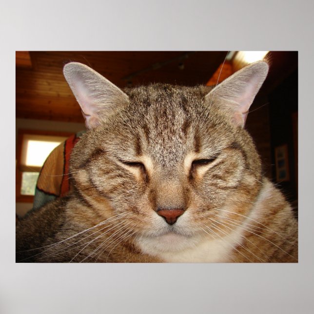 Poster Tabby Tiger Cat (Frente)