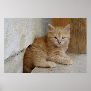 Poster Tabby Tomcat Kitten