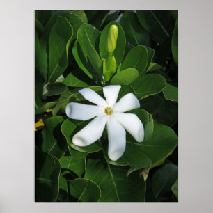 Poster Tahitian Gardenia