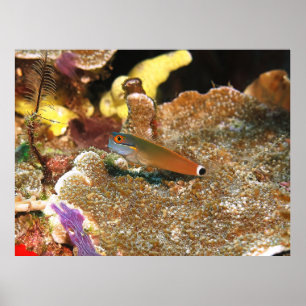 Poster Tail Spot Blenny de Raja Ampat