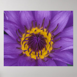 Pôster Tailândia, Banguecoque, Lótus roxo e amarelo