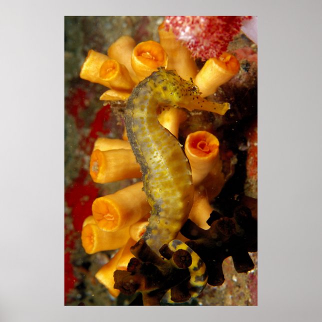 Poster Tailândia, cavalo de batalha estreito (Frente)