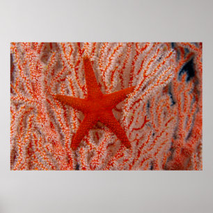Poster Tailândia, Sea Star Aka Starfish