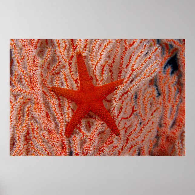 Poster Tailândia, Sea Star Aka Starfish (Frente)