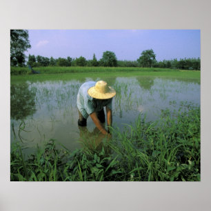 Poster Tailândia, Sukhothai. Fazendeiro de arroz. MR