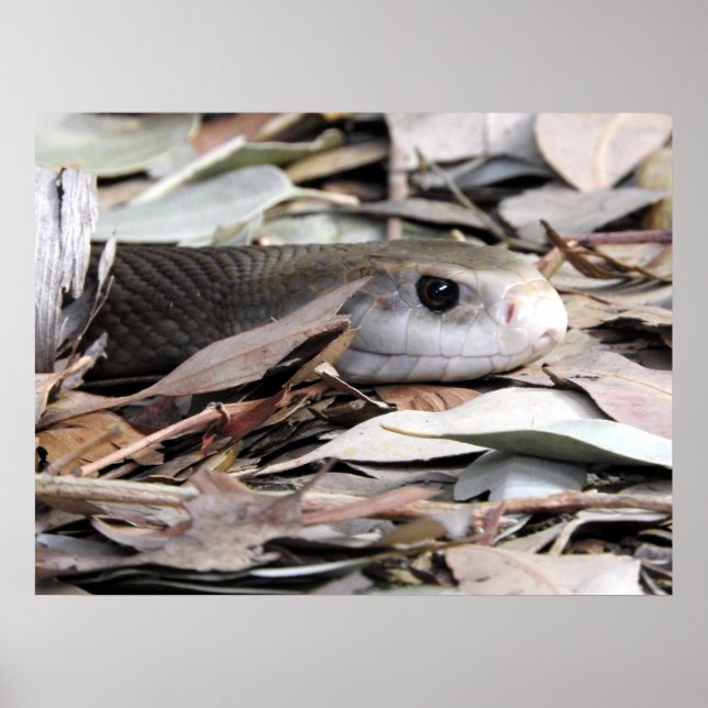 Poster Taipan Costeira (Frente)