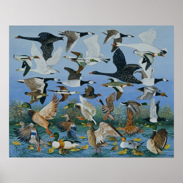 Poster Taking Off 1996 (Frente)