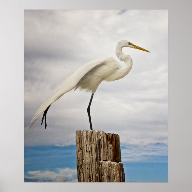 Poster Talentoso Egret | Fort Myers Beach, Florida (Frente)