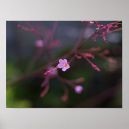 Poster Talinum paniculatum