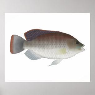 Poster Talipia Azul