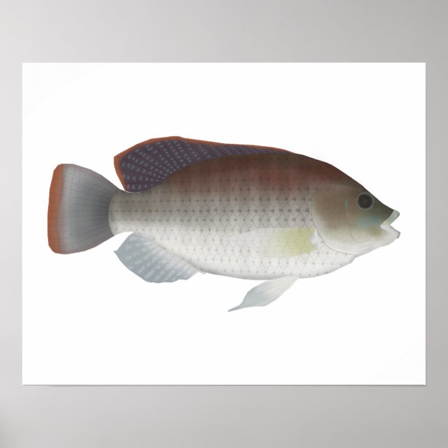 Poster Talipia Azul (Frente)