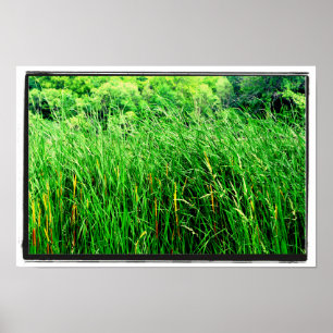 Poster Tall Grass com Cattails em Park