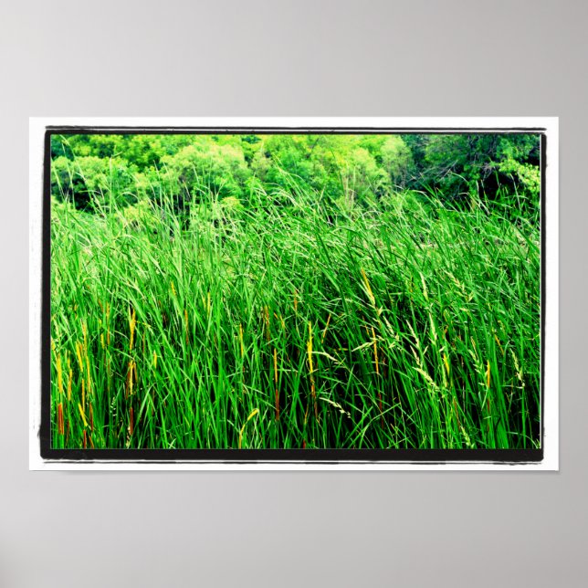 Poster Tall Grass com Cattails em Park (Frente)