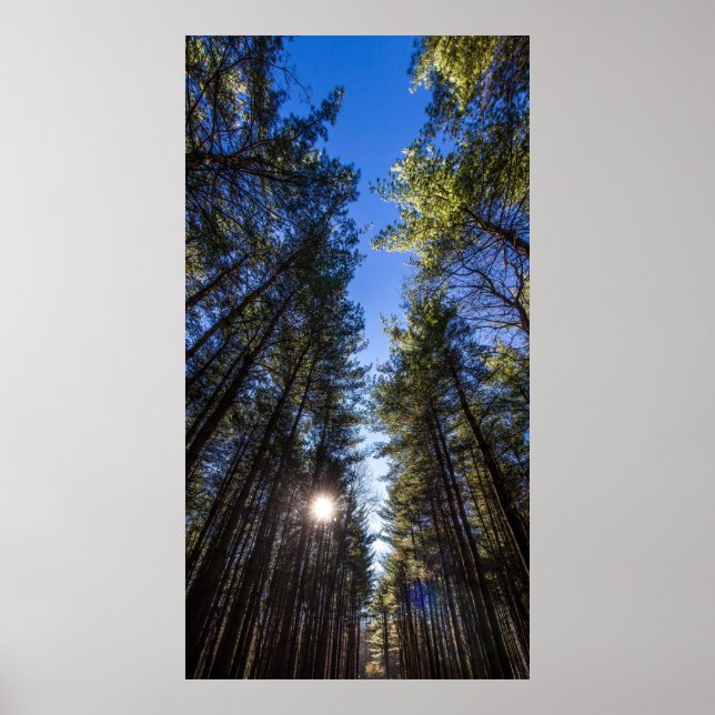 Poster Tall Pines, Walnut Woods Metro Park, Groveport, OH (Frente)