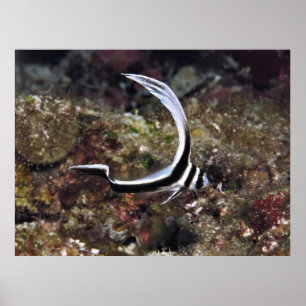 Poster Tambor Jovem Spotted