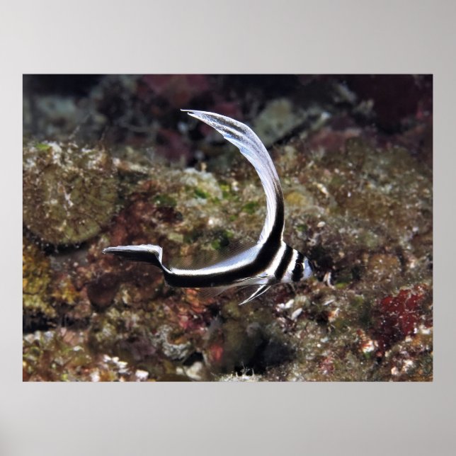 Poster Tambor Jovem Spotted (Frente)