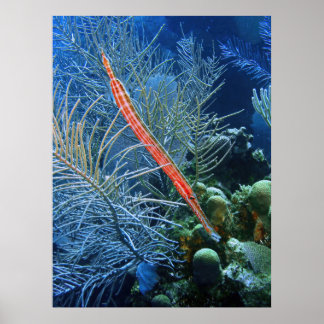 Poster Tamboris em Utila