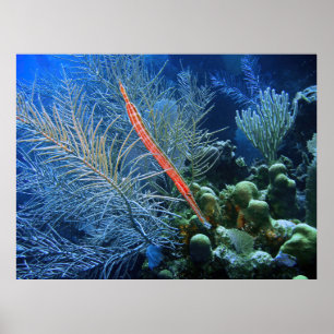 Poster Tamboris em Utila