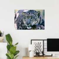 Tampa-do-leopardo-da-neve