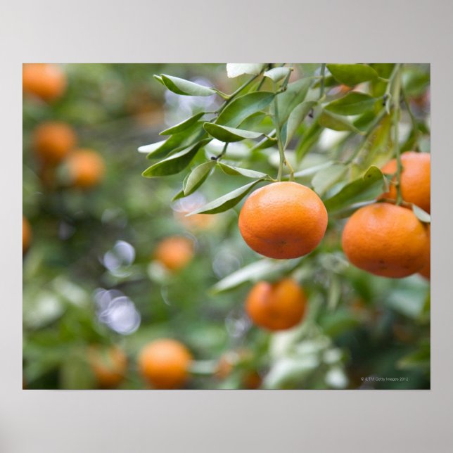 Poster Tangerinas penduradas na árvore (Frente)