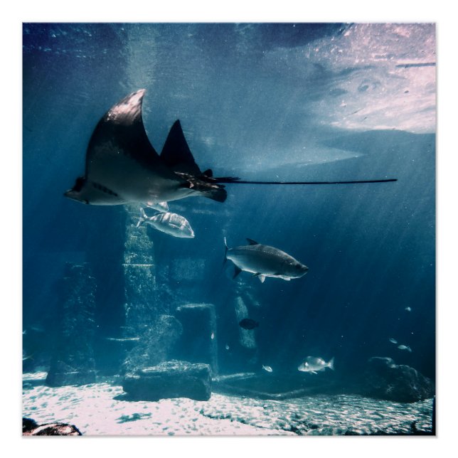 Pôster Tanque de Peixe Sunny (Frente)