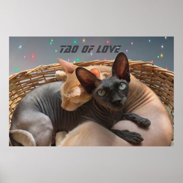 Poster Tao do Amor - Dois Gatos Esfinges Personalizados (Frente)