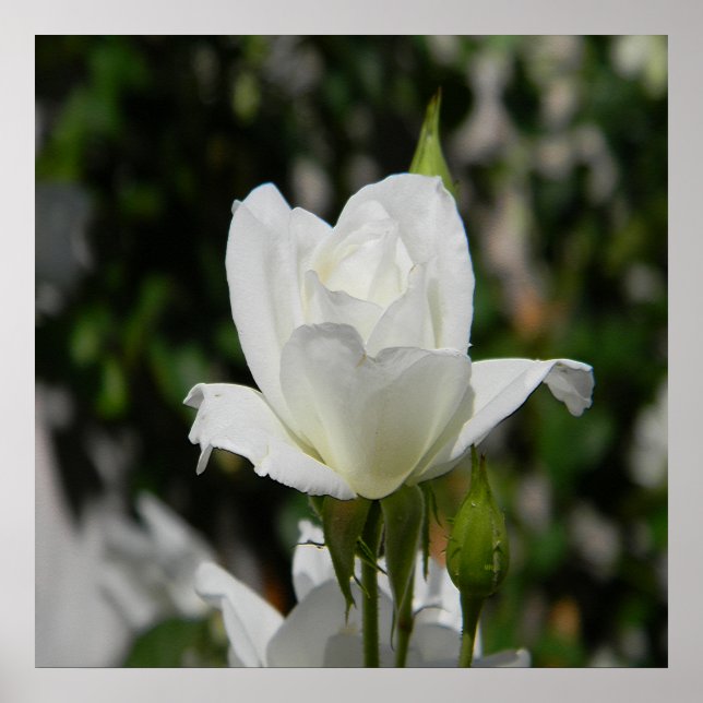 Poster Tão puro... (Frente)