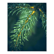 Tapeçaria da Natureza: Capturando a Beleza das Fol