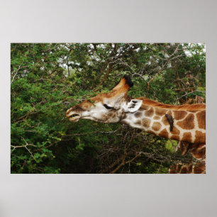 Pôster Tapeçarias & imagens do girafa