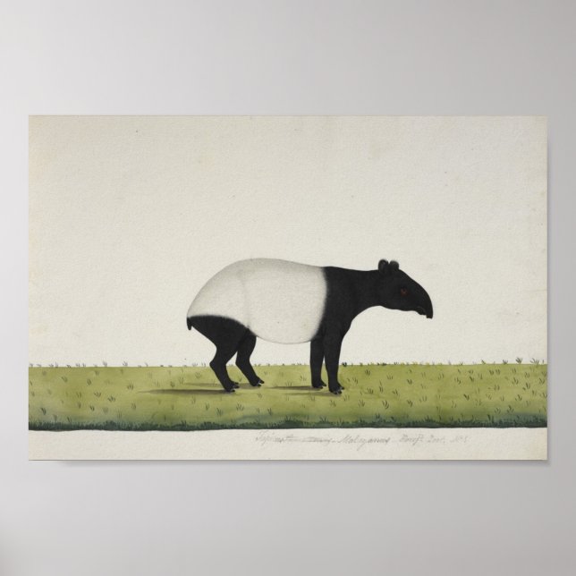 Poster Tapir (Frente)