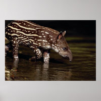 Tapir brasileiro, jovem bezerro ao lado do rio
