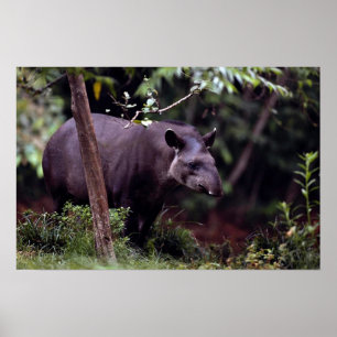 Pôster Tapir brasileiro (terrestris do Tapirus)