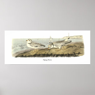 Poster Tarambola tranqüila, John Audubon