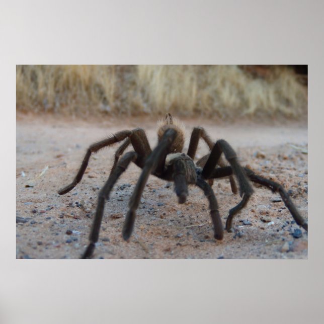 Poster Tarantula Close Up (Frente)