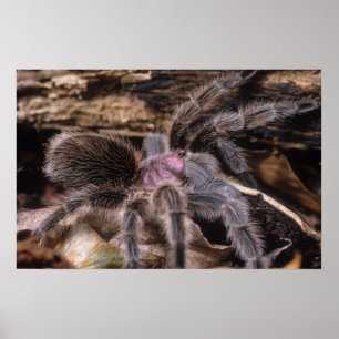 Poster - tarantula cor-de-rosa dos pimentões