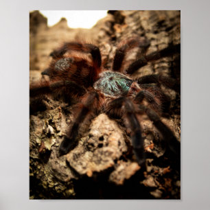 Poster Tarântula Rosa Versicolor Caribena