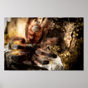 Poster Tarântula Rosa Versicolor Caribena