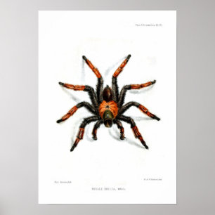 Pôster Tarantula vermelho mexicano do pé